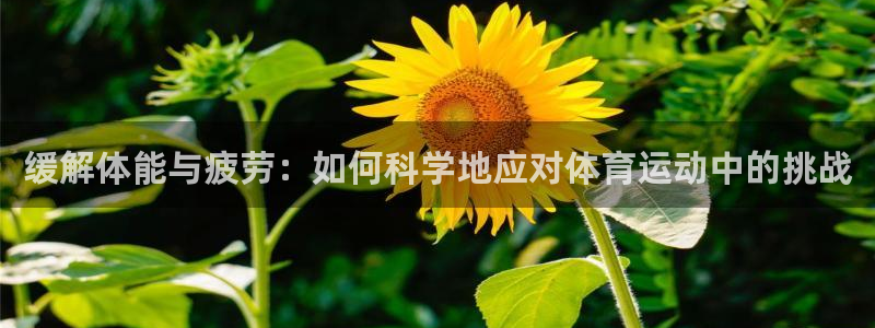 球新体育